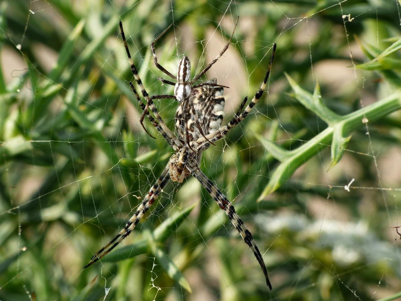 Coppia di Argiope lobata - Palau (OT)